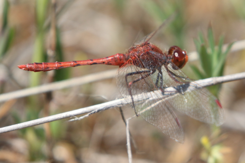 J17_3371 Diplacodes bipunctata male.JPG